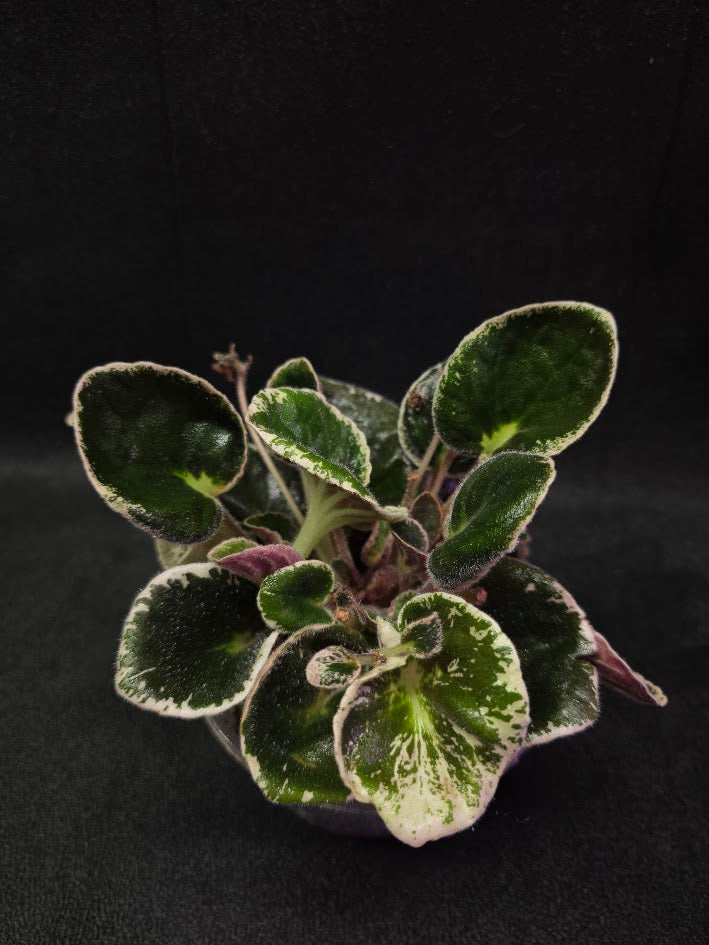 African Violet DN Farforovoya Lady #01
