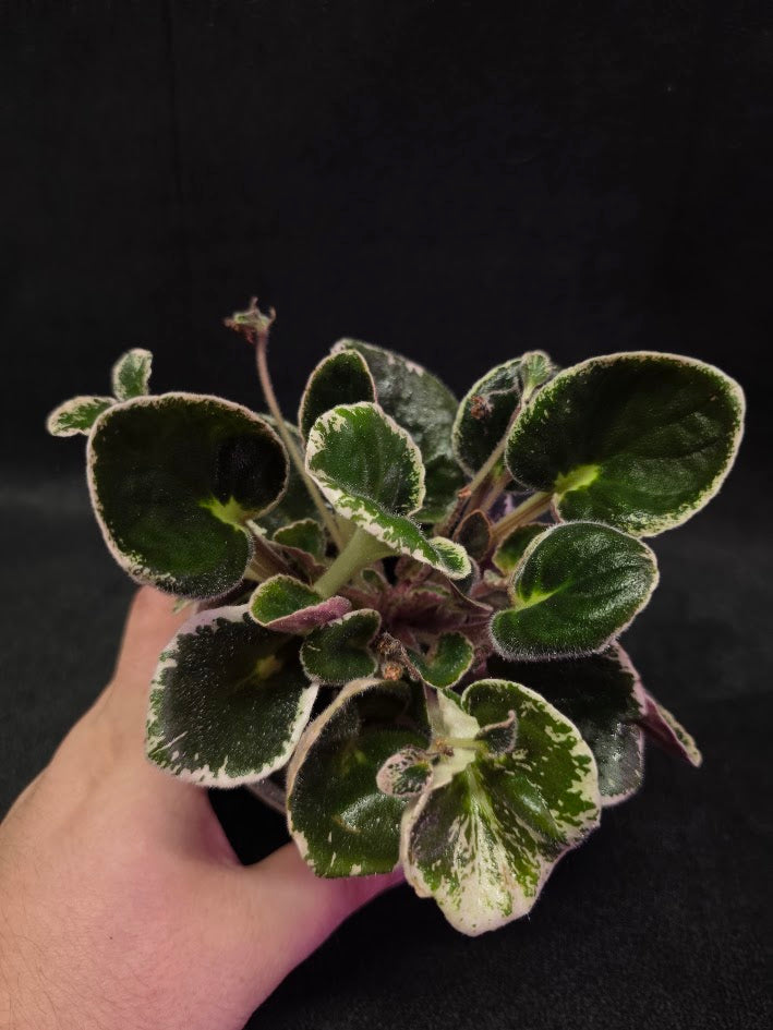 African Violet DN Farforovoya Lady #01