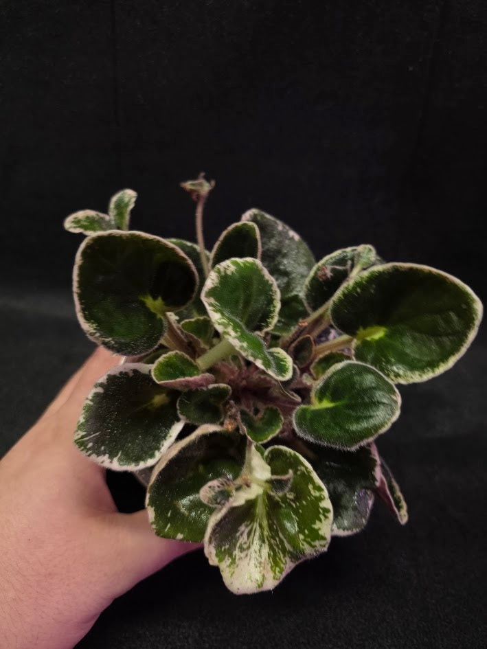 African Violet DN Farforovoya Lady #01