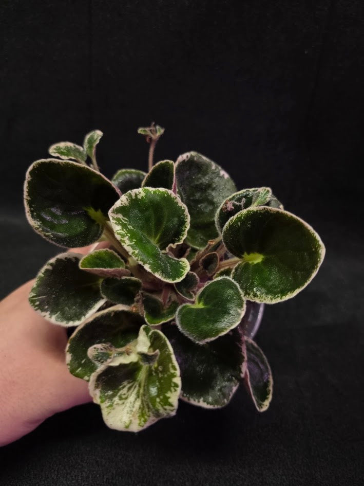 African Violet DN Farforovoya Lady #01
