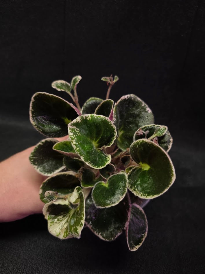 African Violet DN Farforovoya Lady #01