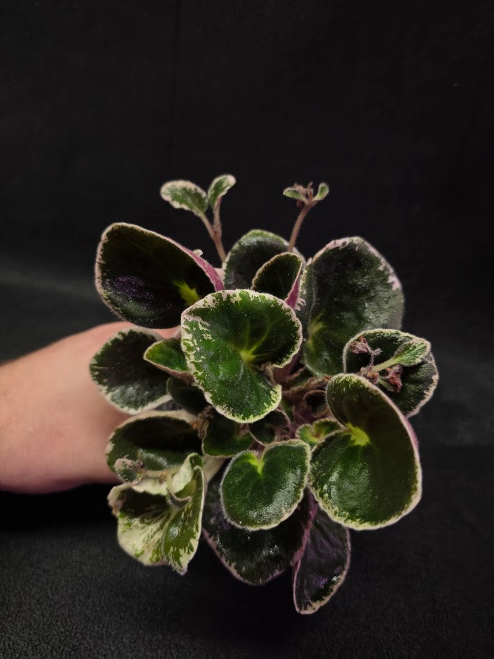 African Violet DN Farforovoya Lady #01
