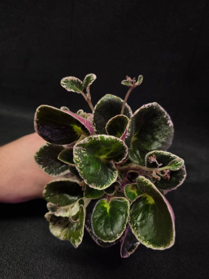 African Violet DN Farforovoya Lady #01