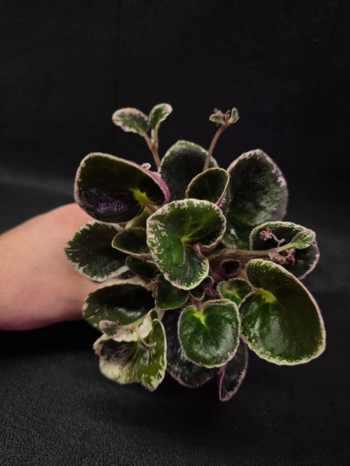 African Violet DN Farforovoya Lady #01