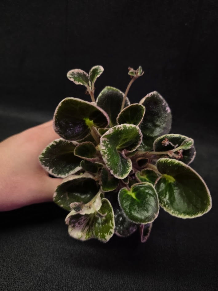 African Violet DN Farforovoya Lady #01