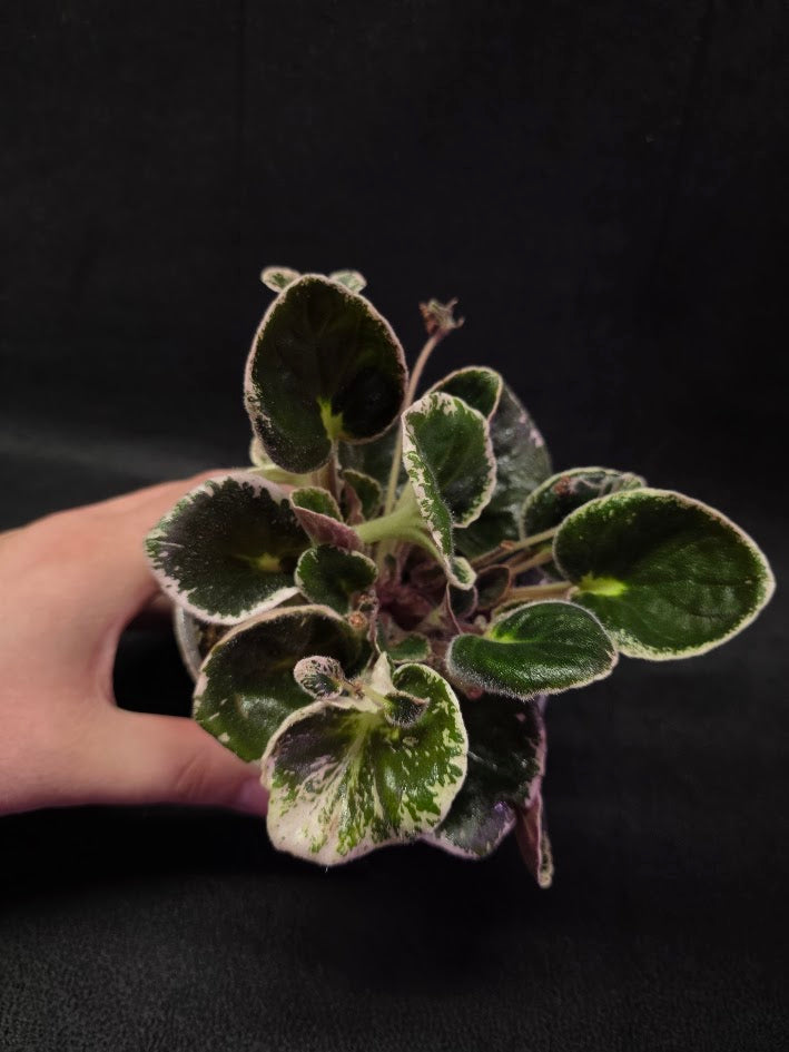 African Violet DN Farforovoya Lady #01