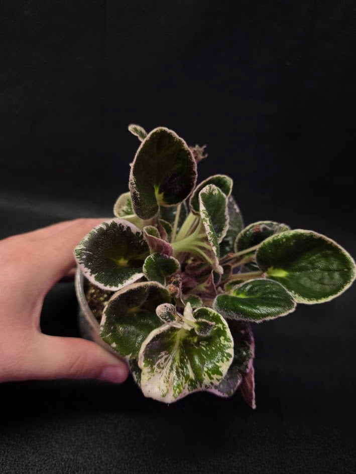 African Violet DN Farforovoya Lady #01