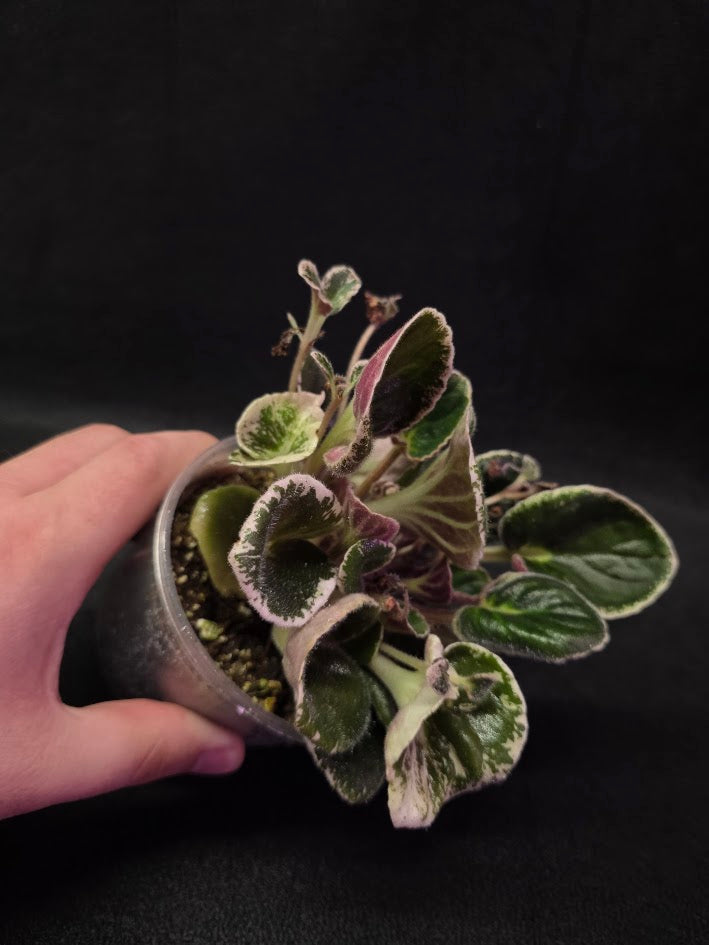 African Violet DN Farforovoya Lady #01