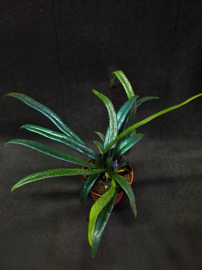 Blue Oil Fern (Microsorum Thilandicum) #04