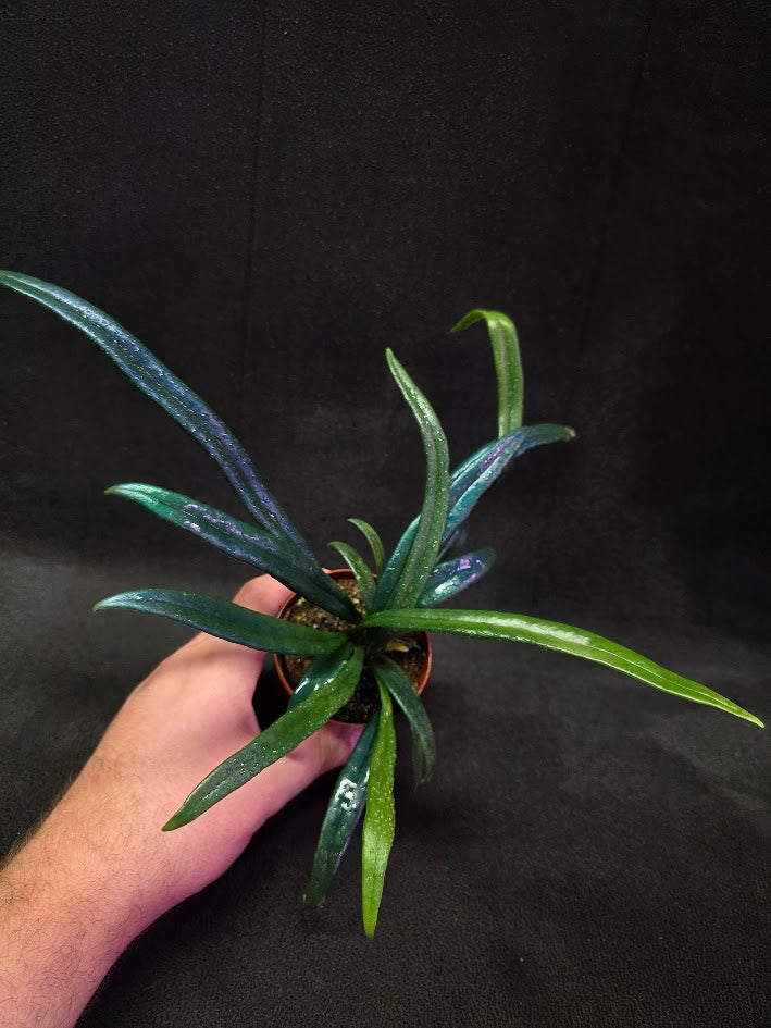 Blue Oil Fern (Microsorum Thilandicum) #04