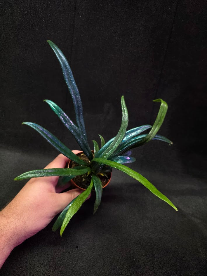 Blue Oil Fern (Microsorum Thilandicum) #04