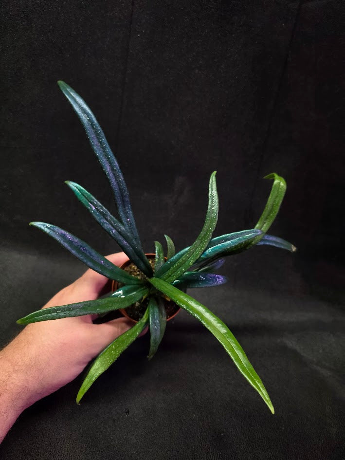 Blue Oil Fern (Microsorum Thilandicum) #04