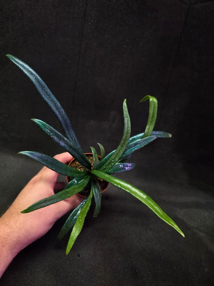 Blue Oil Fern (Microsorum Thilandicum) #04