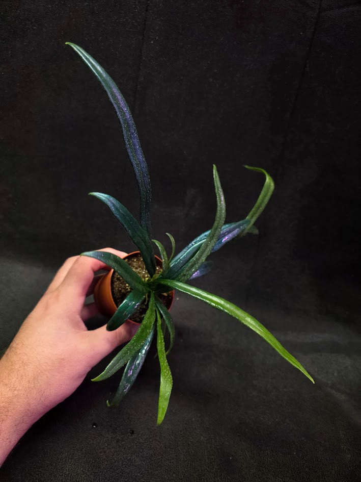 Blue Oil Fern (Microsorum Thilandicum) #04