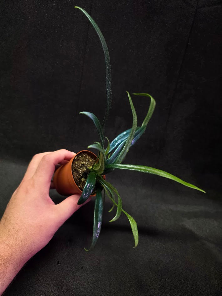 Blue Oil Fern (Microsorum Thilandicum) #04
