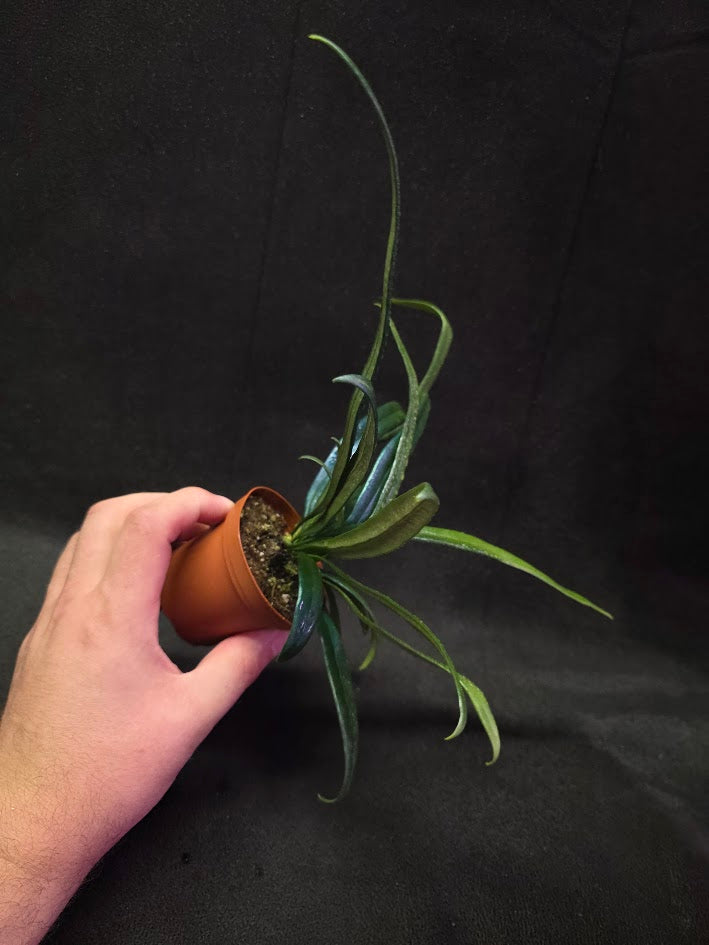 Blue Oil Fern (Microsorum Thilandicum) #04