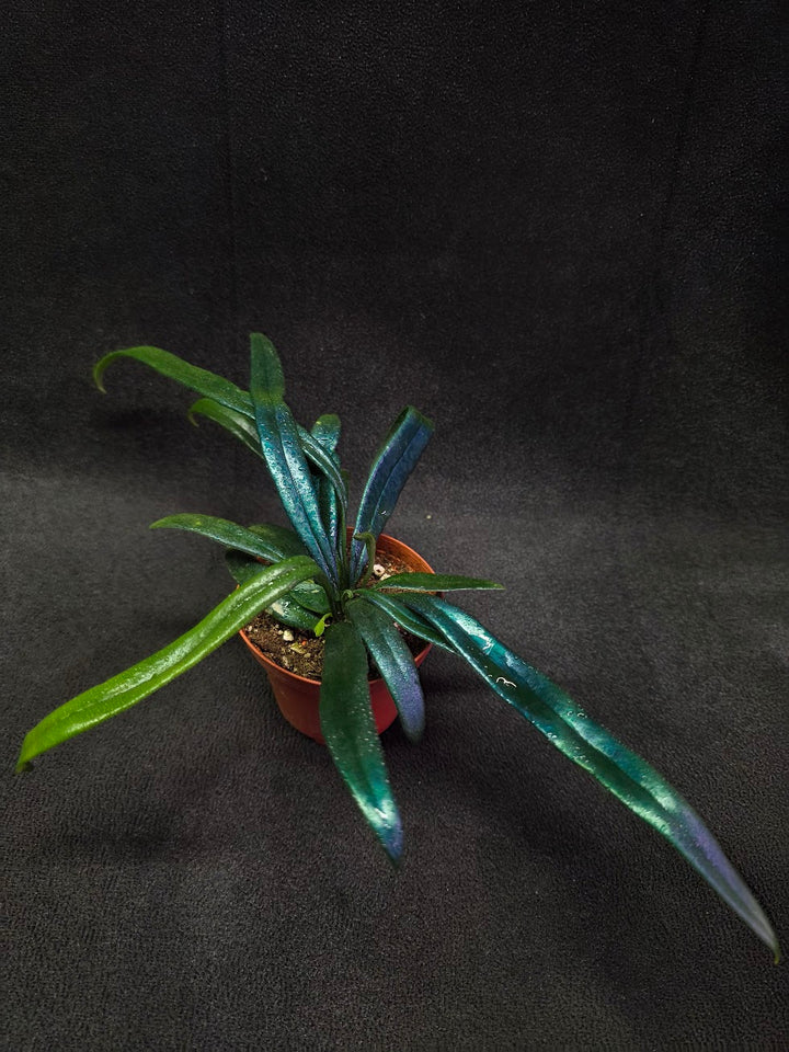 Blue Oil Fern (Microsorum Thilandicum) #06