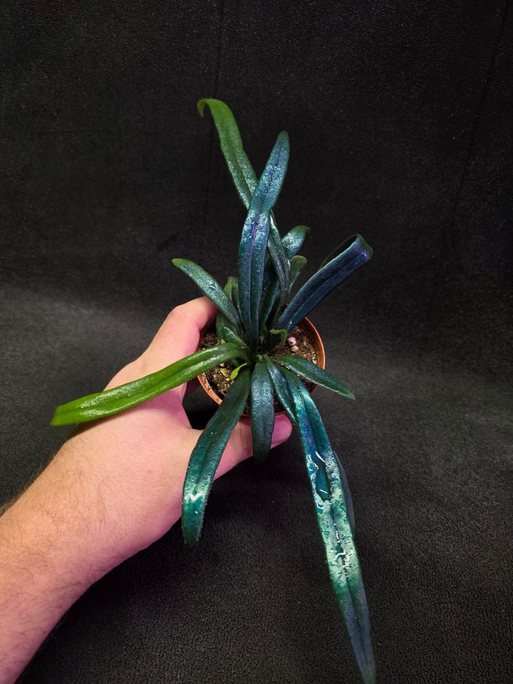Blue Oil Fern (Microsorum Thilandicum) #06
