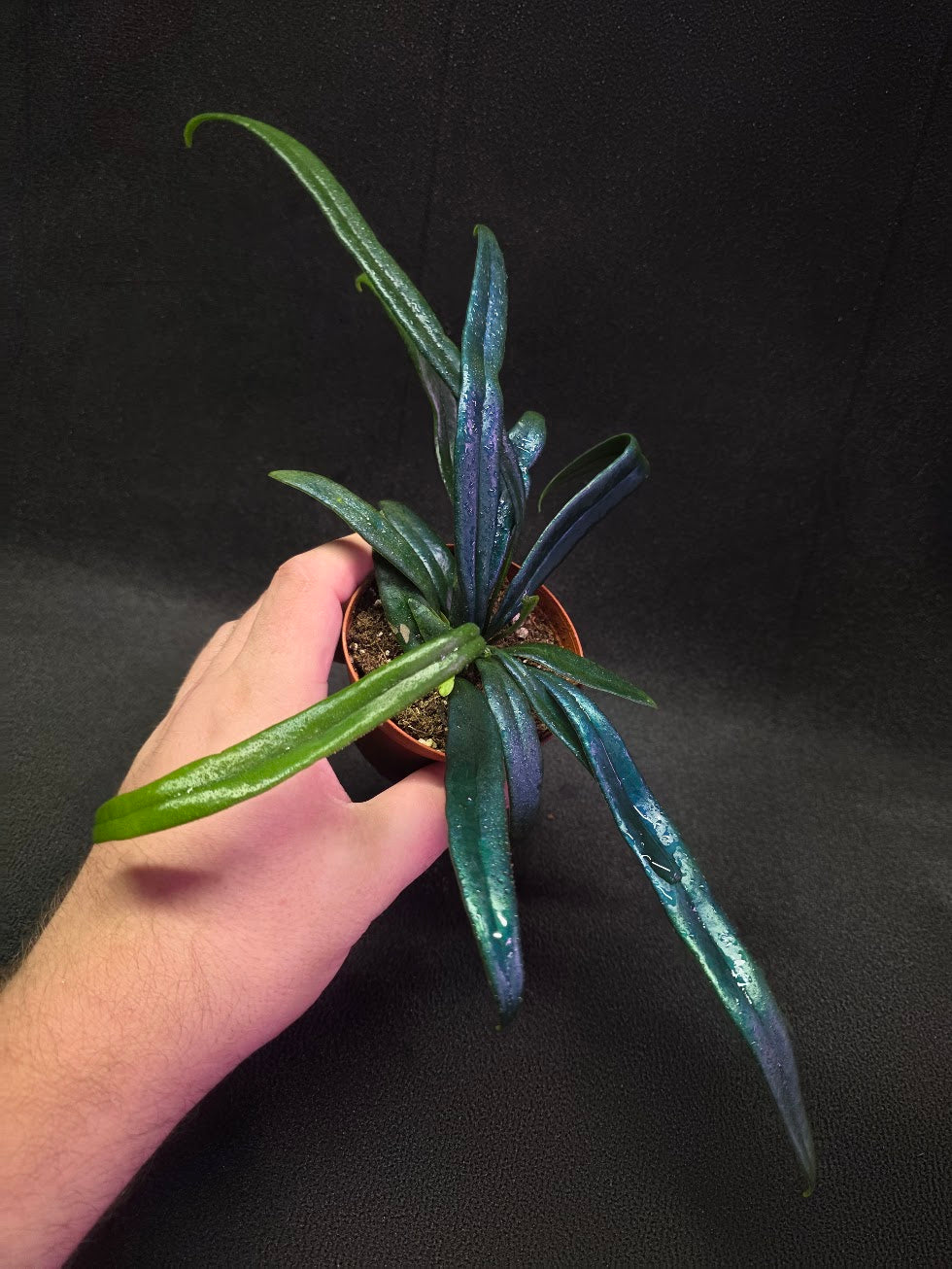 Blue Oil Fern (Microsorum Thilandicum) #06