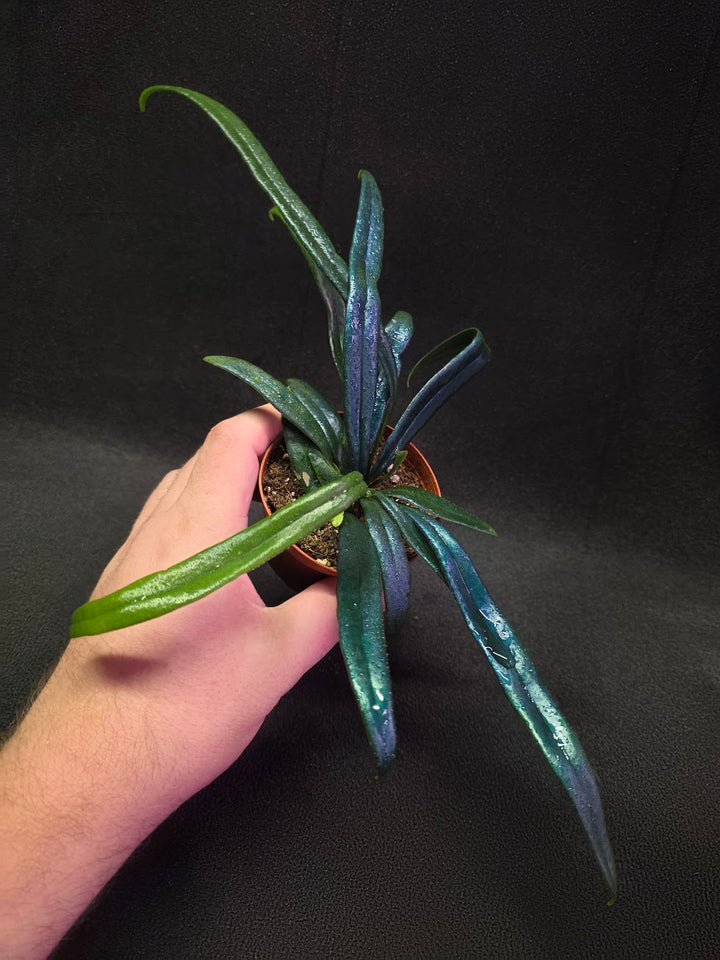 Blue Oil Fern (Microsorum Thilandicum) #06