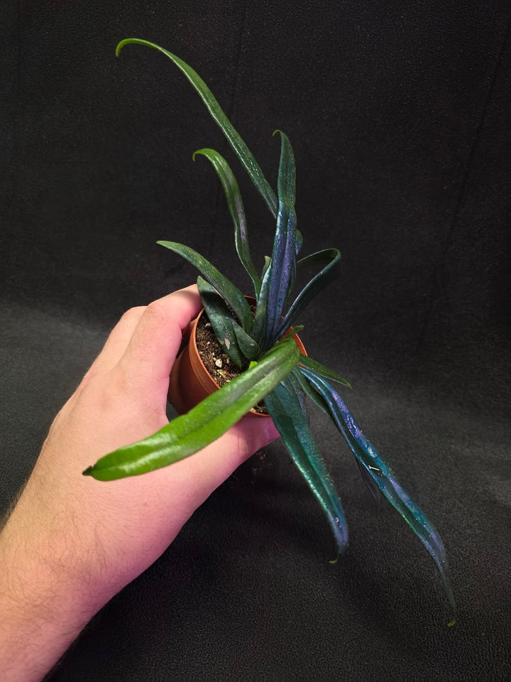 Blue Oil Fern (Microsorum Thilandicum) #06