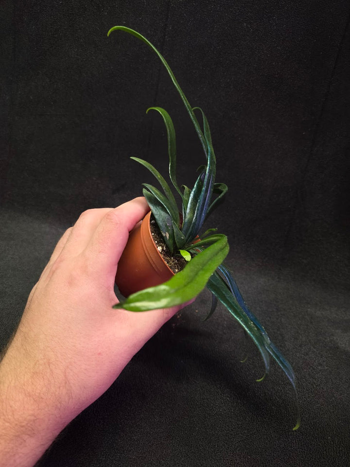 Blue Oil Fern (Microsorum Thilandicum) #06