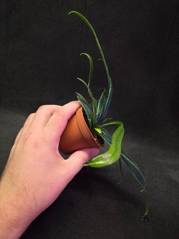 Blue Oil Fern (Microsorum Thilandicum) #06