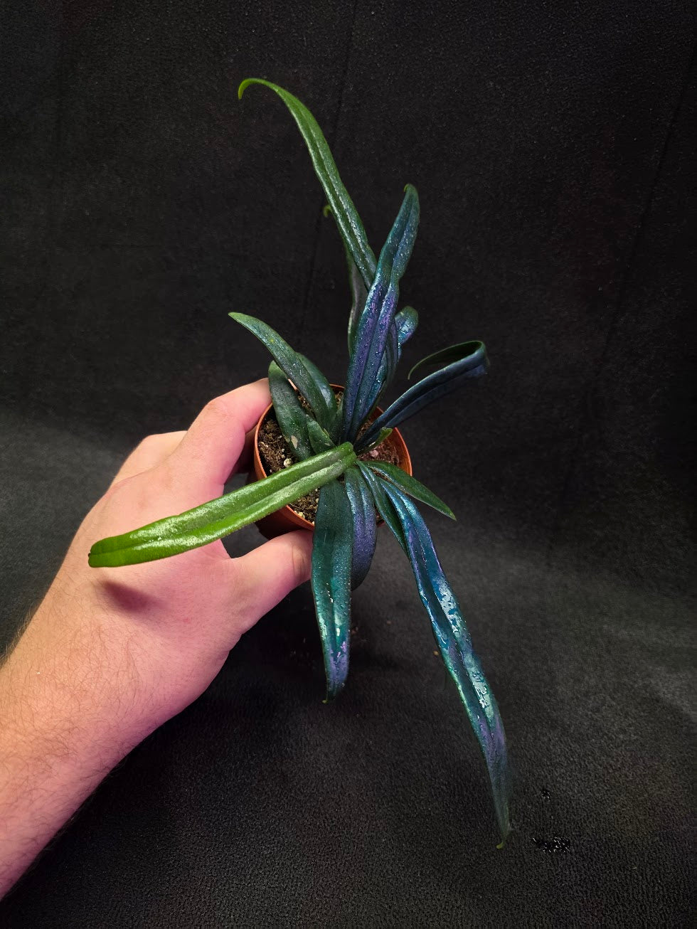 Blue Oil Fern (Microsorum Thilandicum) #06