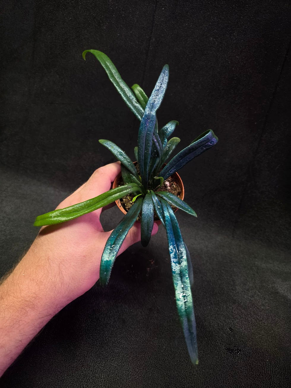 Blue Oil Fern (Microsorum Thilandicum) #06