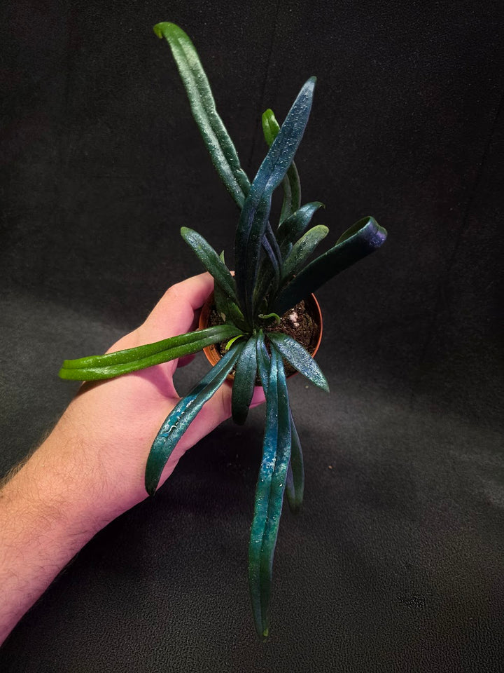 Blue Oil Fern (Microsorum Thilandicum) #06