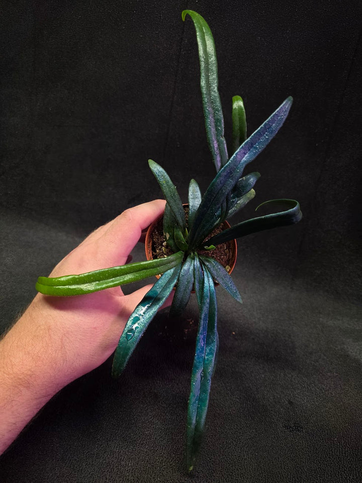 Blue Oil Fern (Microsorum Thilandicum) #06