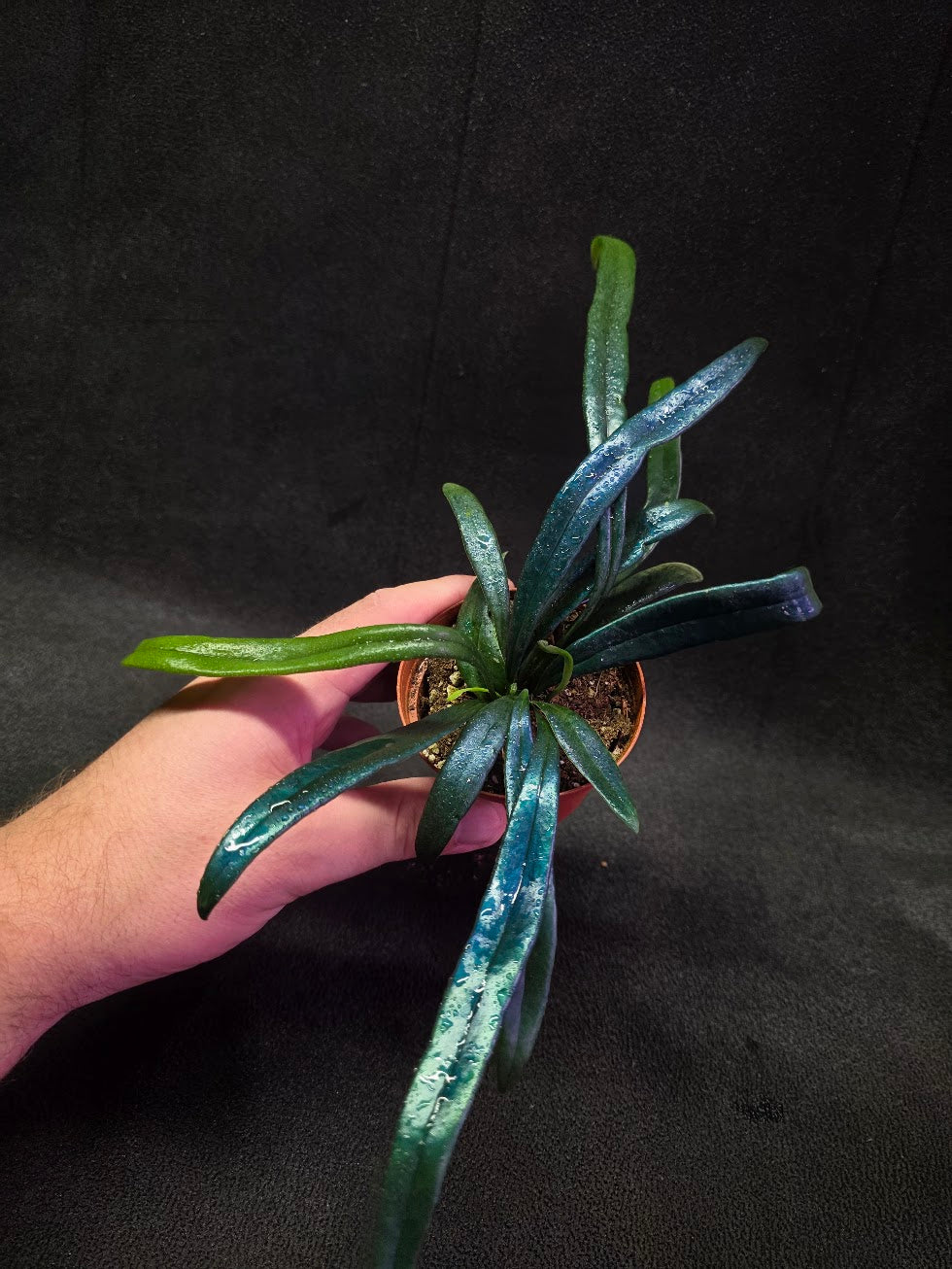 Blue Oil Fern (Microsorum Thilandicum) #06