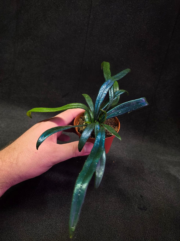 Blue Oil Fern (Microsorum Thilandicum) #06