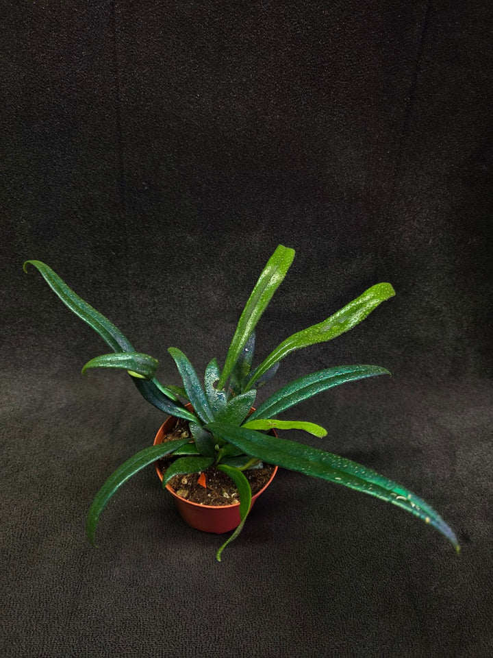 Blue Oil Fern (Microsorum Thilandicum) #08