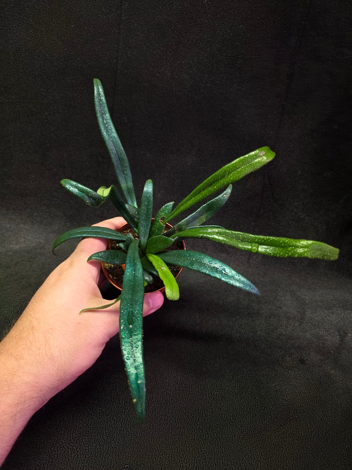 Blue Oil Fern (Microsorum Thilandicum) #08