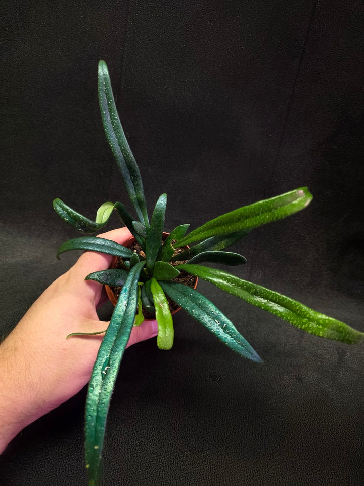 Blue Oil Fern (Microsorum Thilandicum) #08