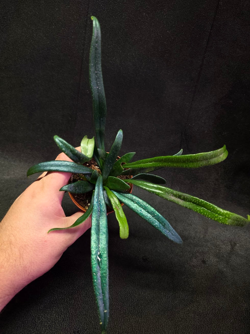 Blue Oil Fern (Microsorum Thilandicum) #08