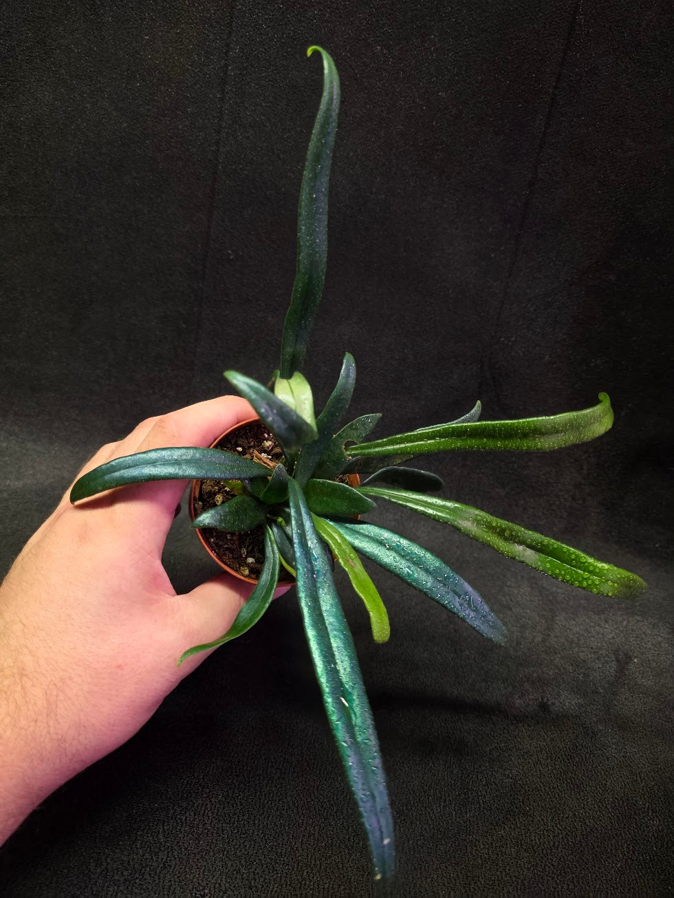 Blue Oil Fern (Microsorum Thilandicum) #08