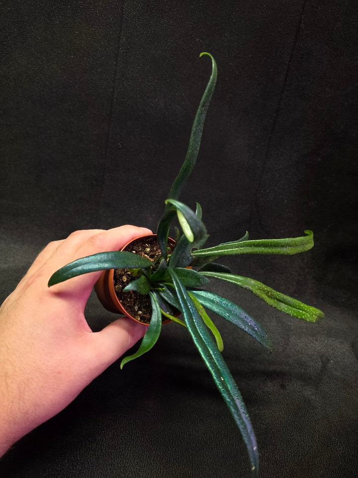 Blue Oil Fern (Microsorum Thilandicum) #08
