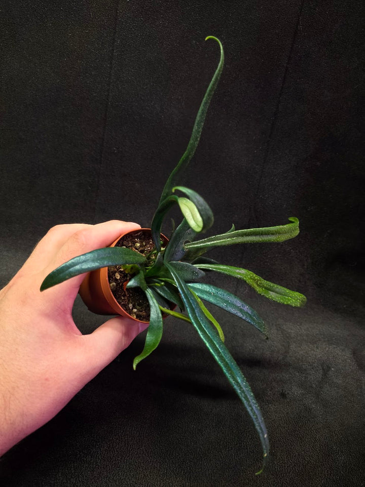 Blue Oil Fern (Microsorum Thilandicum) #08