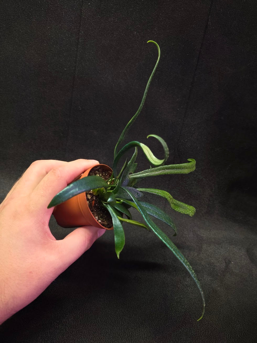 Blue Oil Fern (Microsorum Thilandicum) #08