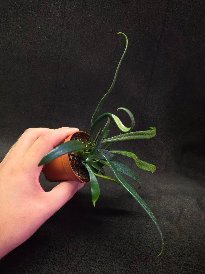 Blue Oil Fern (Microsorum Thilandicum) #08