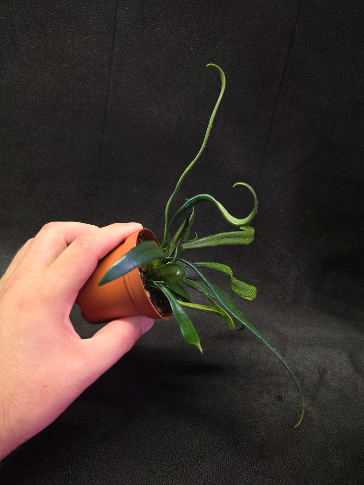 Blue Oil Fern (Microsorum Thilandicum) #08