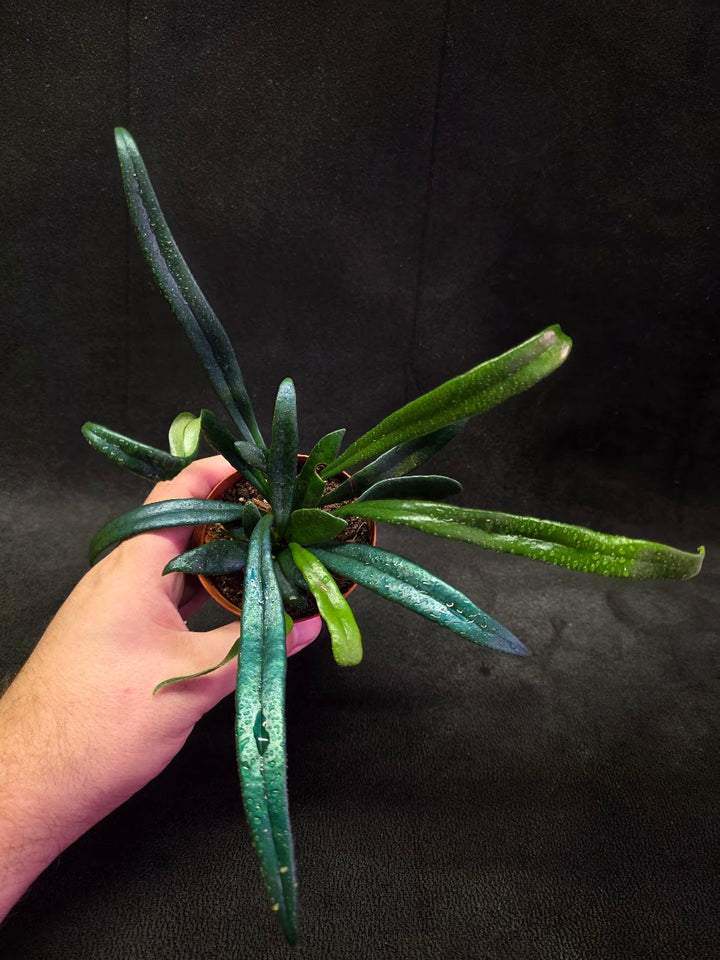 Blue Oil Fern (Microsorum Thilandicum) #08