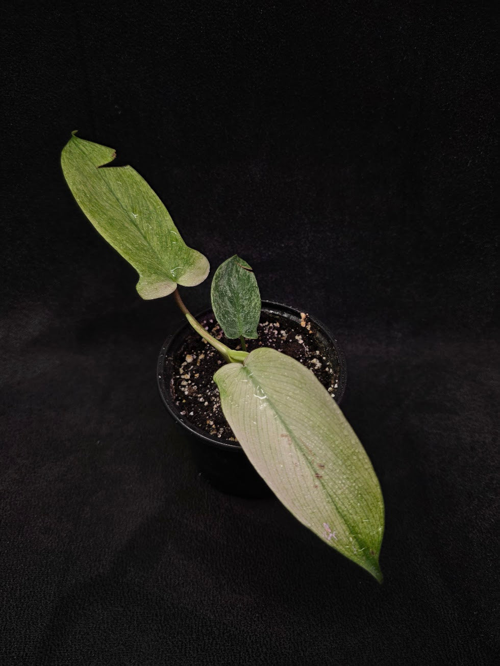 Philodendron Florida Ghost #01