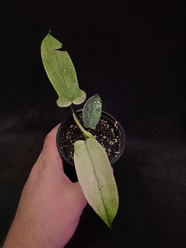 Philodendron Florida Ghost #01