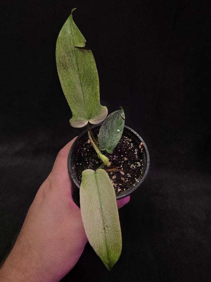 Philodendron Florida Ghost #01