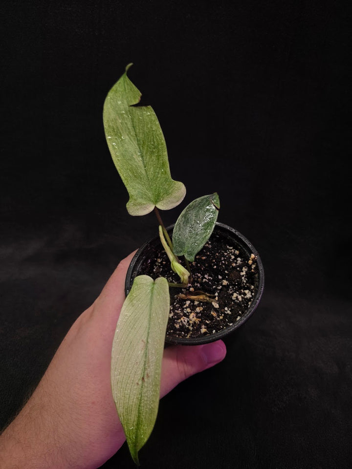 Philodendron Florida Ghost #01