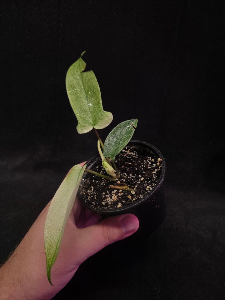 Philodendron Florida Ghost #01
