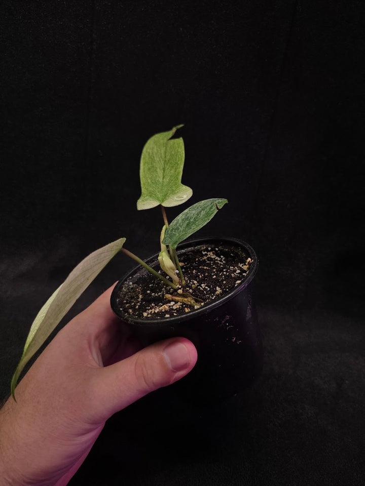 Philodendron Florida Ghost #01